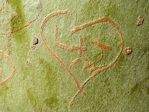 Els Jardins de la Devesa. La Flora