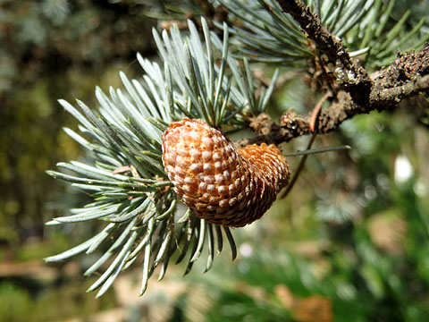 Fruit d'avet (Abies)