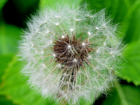 Apagallums (Scorzonera laciniata)