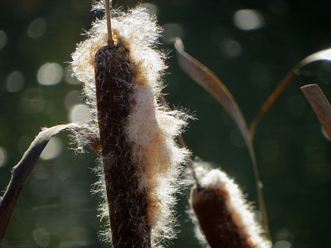 Flor de balca (Typha)