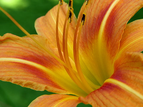 Flora als Jardins de la Devesa