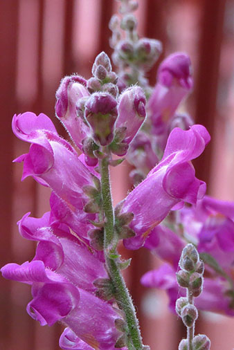 Conillets o gossets (Antirrhinum majus)