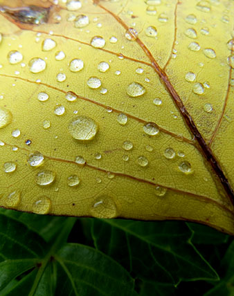 Flora als Jardins de la Devesa