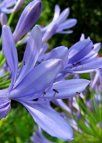 Flor d'Allium