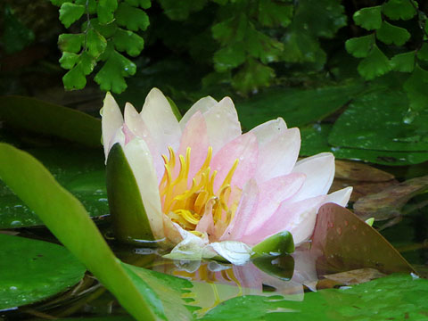 Flor de nenúfar blanc (Nymphaea alba) al brollador