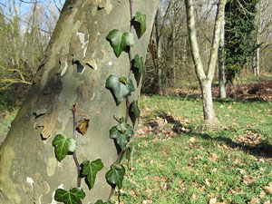 L'itinerari de les Deveses d'en Bru. Ruta de l'aiguat de la bassa