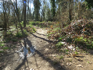 L'itinerari de les Deveses d'en Bru. Ruta de l'aiguat de la bassa