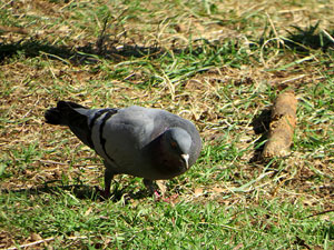 L'itinerari de les Deveses d'en Bru. Ruta de l'aiguat de la bassa