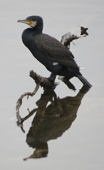 Corb marí gros (Phalacrocorax carbo) al Ter, a l'inici de l'itinerari de les Deveses d'en Bru. 01/02/2021