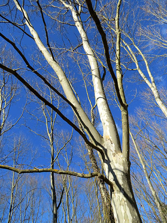 Arbrat de les Deveses d'en Bru. 01/02/2021