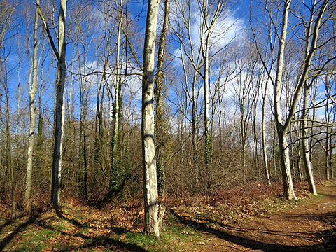 Arbreda a les Deveses d'en Bru