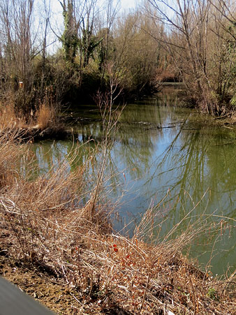 La bassa de les Deveses d'en Bru vista des de l'aguait. 01/02/2021