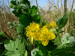 L'itinerari de les Deveses d'en Bru. La font de la Teula
