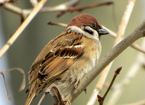 Pardal xarrec (Passer montanus)