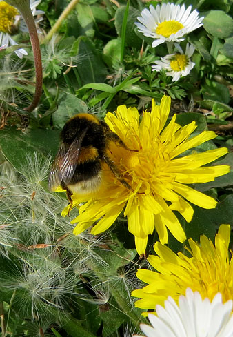 Borinot (Bombus terrestris) libant flors de xicoia (Taraxacum officinale). 11/03/2021