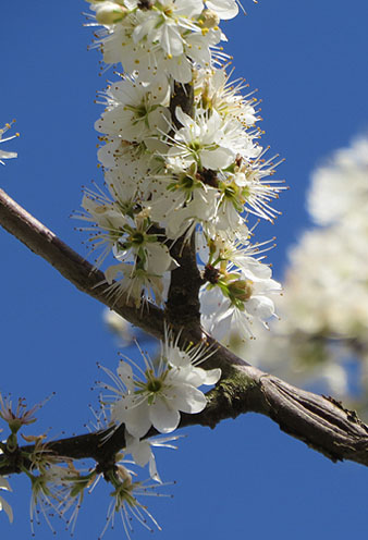 Arç blanc (Crataegus monogyna). 11/03/2021