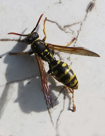 Vespa (Polistes gallicus). 11/03/2021