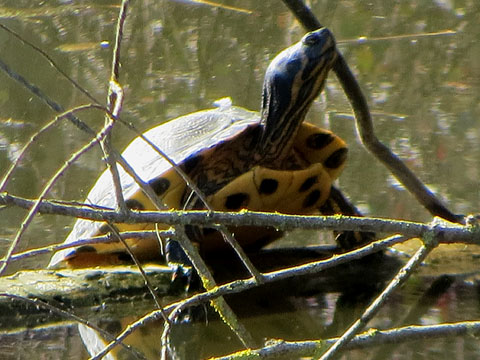 Tortuga a la bassa de l'aguait