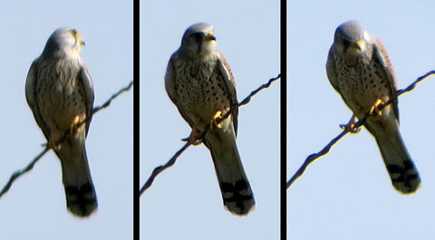 Xoriguer comú (Falco tinnunculus)