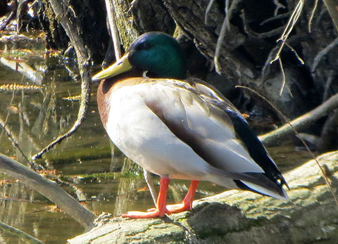 Ànec collverd (Anas platyrhynchos), a la bassa de l'aguait