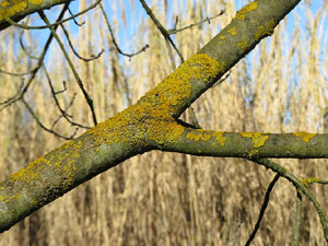 L'itinerari de les Deveses d'en Bru. Ruta del mirador del riu