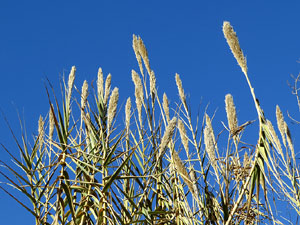 L'itinerari de les Deveses d'en Bru. Ruta del mirador del riu