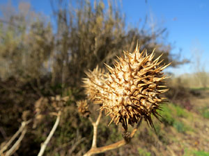 L'itinerari de les Deveses d'en Bru. Ruta del mirador del riu