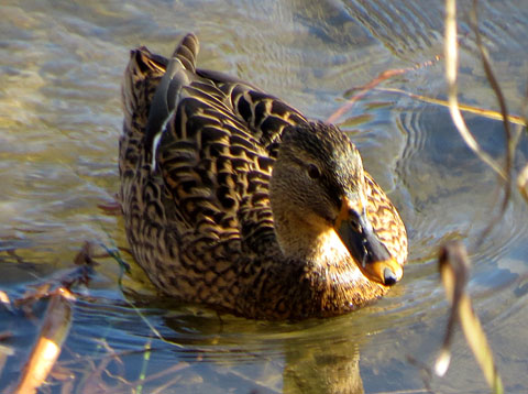 Observacions naturalistes. Ànec collverd femella (Anas platyrhynchos) a les Deveses d'en Bru