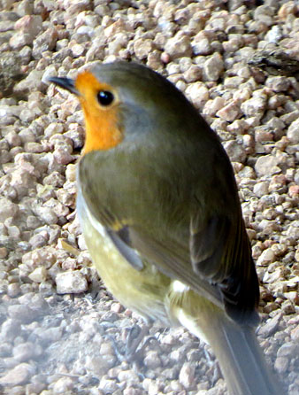 Observacions naturalistes. Pit-roig (Erithacus rubecula). 27/01/2021