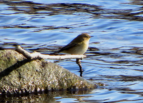 La fauna ornitològica de les Deveses d'en Bru