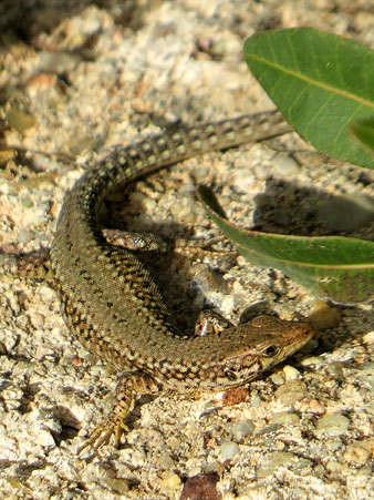Observacions naturalistes. Sargantana ibèrica (Podarcis hispanica). 27/01/2021