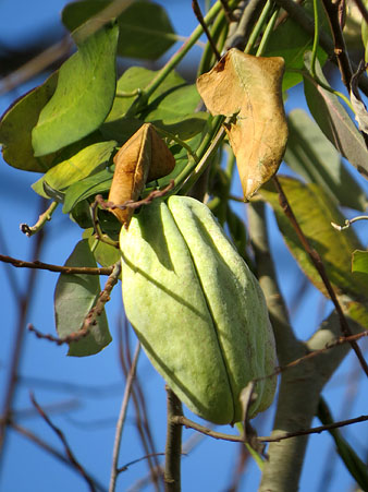 Observacions naturalistes. Fruit de miraguà fals (Araujia sericifera). 27/01/2021