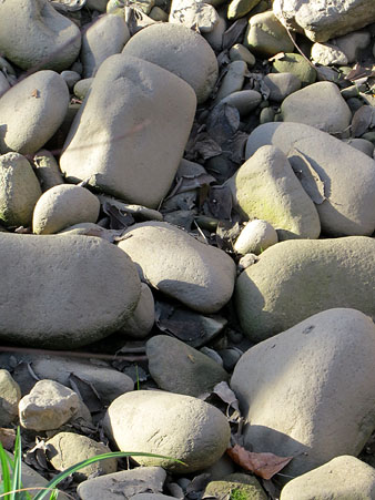 Observacions naturalistes. Còdols o rierencs erosionats pel riu. 27/01/2021