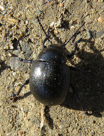 Observacions naturalistes. Coleòpter (Timarcha goettingensis). 27/01/2021