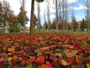 Parcs i jardins de Girona. Parc de Domeny