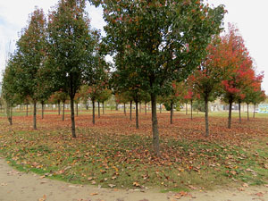 Parcs i jardins de Girona. Parc de Domeny