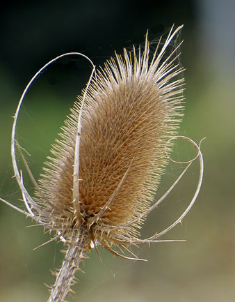 Observacions naturalistes. 20/11/2020