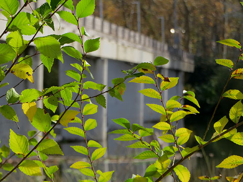 La passera de Fontajau des de les Ribes del Ter