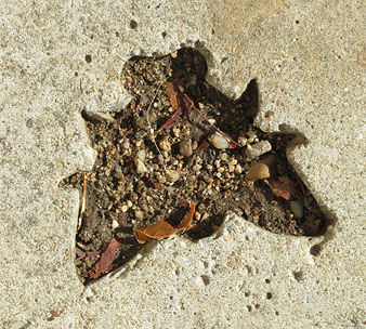 Detall d'escossell, amb mosca santnarcisenca