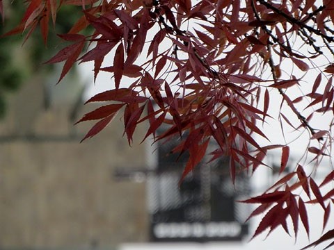 Imatge des de la zona arbrada de la pla&ccedil;a amb el campanar de l'esgl&eacute;sia de Santa Susanna del Mercadal al fons