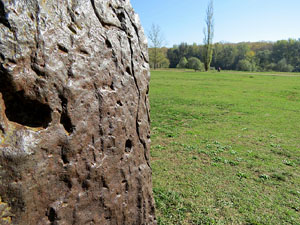 Parcs i jardins de Girona. Parc de les Ribes del Ter