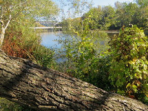 Parcs i jardins de Girona. Parc de les Ribes del Ter