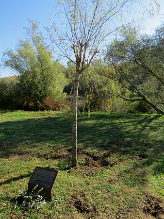 Desmai plantat en memòria de les víctimes gironines de la Covid-19