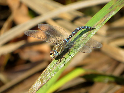 Observacions naturalistes. Espiadimonis. 11/11/2020