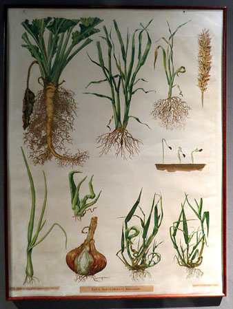 Làmina didàctica. Dr. J. Ritzema Bos, autor. Corvan Loenen, il·lustrador. J. F. Schreiber, impressor. Litografia. Segle XX