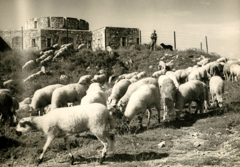 Pastor amb un remat de xais pasturant a la Torre d'Alfons XII. 1960