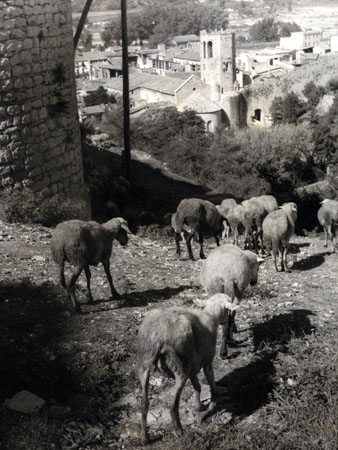 Ramat de xais al passeig Arqueològic, a l'altura de la capella de Sant Cristòfol. 1956