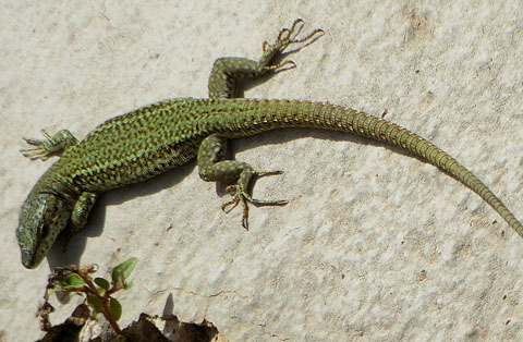 Sargantana iberoprovençal (Podarcis liolepis), mascle