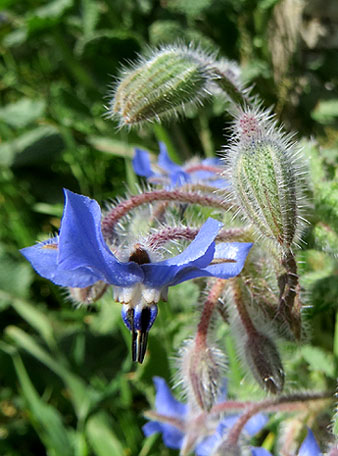 Borratja (Borago officinalis)