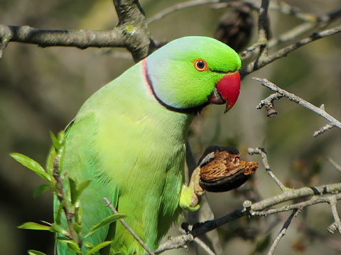 Cotorra de Kramer (Psittacula krameri)